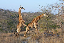South African / Cape giraffes (Giraffa camelopardalis giraffa) mating. Kruger National Park, South Africa.