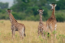 Masai Giraffe (Giraffa camelopardalis tippelskirchi) group of babies. Masai-Mara game reserve, Kenya.