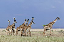 Masai Giraffe (Giraffa camelopardalis tippelskirchi) herd. Masai-Mara game reserve, Kenya.