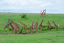 Masai Giraffe (Giraffa camelopardalis tippelskirchi) herd in rainy season. Masai-Mara game reserve, Kenya.