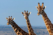Three Masai Giraffes (Giraffa camelopardalis tippelskirchi)  Masai-Mara game reserve, Kenya.