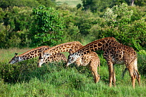 Masai Giraffe (Giraffa camelopardalis tippelskirchi), group feeding. Masai-Mara game reserve, Kenya.