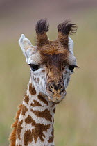 Masai Giraffe (Giraffa camelopardalis tippelskirchi), juvenile portrait. Masai-Mara game reserve, Kenya.