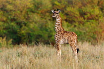 Masai Giraffe (Giraffa camelopardalis tippelskirchi), baby. Masai-Mara game reserve, Kenya.