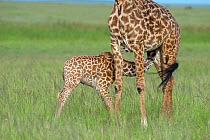Masai Giraffe (Giraffa camelopardalis tippelskirchi), young suckling from its mother. Masai-Mara game reserve, Kenya.