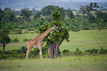 Masai Giraffe (Giraffa camelopardalis tippelskirchi), feeding. Masai-Mara game reserve, Kenya.