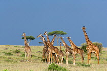 Masai Giraffe (Giraffa camelopardalis tippelskirchi), herd. Masai-Mara game reserve, Kenya.
