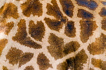Masai Giraffe (Giraffa camelopardalis tippelskirchi), close-up of the skin. Masai-Mara game reserve, Kenya.