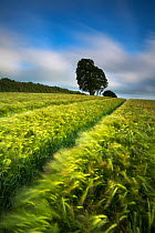 A field of barley, near Plush, Dorset, UK June 2012