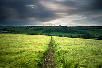 Footpath / track through a field of barley under stormy sky, near Plush, Dorset, UK June 2012