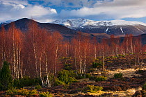 Birch trees in the Rothiemurchus forest against snow capped hills, Cairngorms in winter, Scotland, UK March 2012