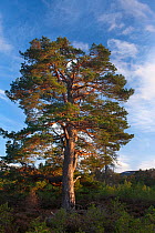 Scots pine tree / Caledonian pine tree (Pinus sylvestris) in the Rothiemurchus forest, Cairngorms National Park, Scotland, UK March 2012