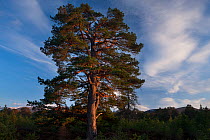 Scots pine tree / Caledonian pine tree (Pinus sylvestris) in the Rothiemurchus forest, Cairngorms National Park, Scotland, UK March 2012