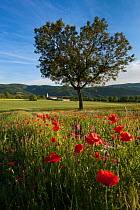 Common poppies (Papaver rhoeas) in farmland in the Valnerina near Campi, Monti Sibillini National Park, Umbria, Italy