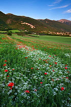 Common poppies (Papaver rhoeas) on farmland  in the Valnerina near Campi, Monti Sibillini National Park, Umbria, Italy