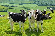 Young domestic cattle in a field near the Dorset Gap, Dorset, UK