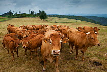Domestic cattle herd  in Corrèze, the Limousin, France