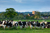 Domestic cows in a field, Milborne Port, Somerset, UK