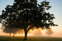 A misty morning near Milborne Port, Somerset, UK June 2012