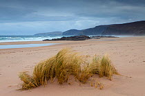 Sandwood Bay with clump of Marram grass growing on the beach, Sutherland, Scotland April 2012