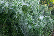 Mass of Spider's web at dawn, Bulbarrow Hill, Dorset, UK
