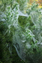Mass of Spider's web at dawn, Bulbarrow Hill, Dorset, UK