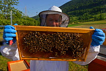 Prize winning bee keeper Sanjin Zarkovic with his Honey bees (Apis mellifera) at farm in Melnice, Velebit Nature Park, Rewilding Europe area, Velebit mountains, Croatia, June 2012