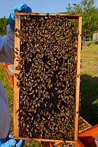 Prize winning bee keeper Sanjin Zarkovic at his Honey bee (Apis mellifera) farm in Melnice, Velebit Nature Park, Rewilding Europe area, Velebit mountains, Croatia