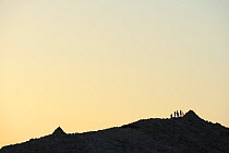 People silhouetted on hillside at dusk, Adriatic coast, Velebit Nature Park, Rewilding Europe area, Velebit mountains, Croatia