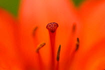 Orange fire lily (Lilium bulbiferum) close up of flower stigma  and stamens, North Velebit National Park, Velebit Nature Park, Rewilding Europe area, Velebit mountains, Croatia