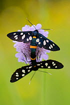 Nine spotted moth (Amata phegea) mating on flower head, North Velebit National Park, Velebit Nature Park, Rewilding Europe area, Velebit mountains, Croatia