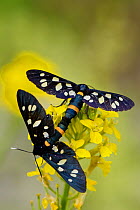 Nine spotted moth (Amata phegea) mating on flower head, North Velebit National Park, Velebit Nature Park, Rewilding Europe area, Velebit mountains, Croatia