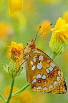 RF- Fritillary butterfly (Melitea sp.) North Velebit National Park, Velebit Nature Park, Rewilding Europe area, Velebit mountains, Croatia, June. (This image may be licensed either as rights managed o...