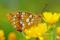 Fritillary butterfly (Melitea sp.) North Velebit National Park, Velebit Nature Park, Rewilding Europe area, Velebit mountains, Croatia, June