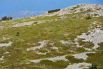 Bicyclists / mountain bikers in a long distance race with goal being Velebit, North Velebit National Park, Velebit Nature Park, Rewilding Europe area, Velebit mountains, Croatia