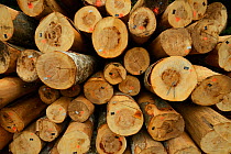European Beech trees (Fagus silvatica) tree trunks logged inside the forest, North Velebit National Park, Velebit Nature Park, Rewilding Europe area, Velebit mountains, Croatia