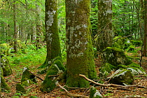 Fir (Abies sp), Beech (Fagus silvatica) and Spruce (Picea abies) old-growth virgin forest in Special Forest Reserve, Velebit Nature Park, Rewilding Europe area, Velebit mountains, Croatia, June 2012
