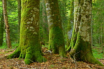 Fir (Abies sp), Beech (Fagus silvatica) and Spruce (Picea abies)  old-growth virgin forest in Special Forest Reserve, Velebit Nature Park, Rewilding Europe area, Velebit mountains, Croatia, June 2012