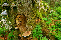 Fir (Abies sp), Beech (Fagus silvatica) and Spruce (Picea abies)  old-growth virgin forest in Special Forest Reserve with bracket fungi growing on bark, Velebit Nature Park, Rewilding Europe area, Vel...
