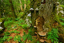 Fir (Abies sp), Beech (Fagus silvatica) and Spruce (Picea abies)  old-growth virgin forest in Special Forest Reserve with bracket fungi growing on bark, Velebit Nature Park, Rewilding Europe area, Vel...