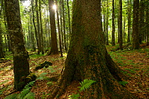 Fir (Abies sp), Beech (Fagus silvatica) and Spruce (Picea abies) old-growth virgin forest in Special Forest Reserve, Velebit Nature Park, Rewilding Europe area, Velebit mountains, Croatia, June 2012