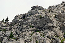 Balkan Chamois (Rupicapra rupicapra balcanica) North Velebit National Park, Velebit Nature Park, Rewilding Europe area, Velebit mountains, Croatia, June