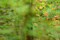 Roe deer (Capreolus capreolus) male seen through vegetation, mostly obscured, North Velebit National Park, Velebit Nature Park, Rewilding Europe area, Velebit mountains, Croatia