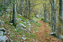 Woodland path through Hornbeam (Carpinus betulus) and European Beech trees (Fagus silvatica)  North Velebit National Park, Velebit Nature Park, Rewilding Europe area, Velebit mountains, Croatia