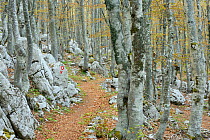 Woodland path through Hornbeam (Carpinus betulus) and European Beech trees (Fagus silvatica)  North Velebit National Park, Velebit Nature Park, Rewilding Europe area, Velebit mountains, Croatia