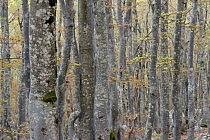 Hornbeam (Carpinus betulus) and European Beech trees (Fagus silvatica) in North Velebit National Park, Velebit Nature Park, Rewilding Europe area, Velebit mountains, Croatia