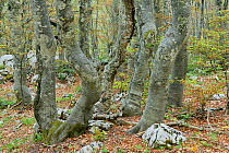 Hornbeam (Carpinus betulus) and European Beech trees (Fagus silvatica) in old woodland in North Velebit National Park, Velebit Nature Park, Rewilding Europe area, Velebit mountains, Croatia