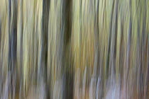 Abstract view of Hornbeam (Carpinus betulus) and European Beech trees (Fagus silvatica) in North Velebit National Park, Velebit Nature Park, Rewilding Europe area, Velebit mountains, Croatia