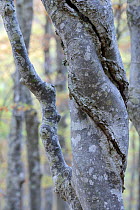 Hornbeam (Carpinus betulus) gnarled trunk and bark, North Velebit National Park, Velebit Nature Park, Rewilding Europe area, Velebit mountains, Croatia