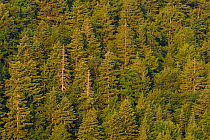 Fir and spuce forest in Velebit Nature Park, Rewilding Europe area, Velebit mountains, Croatia June 2012